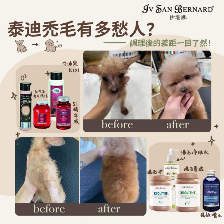 泰迪秃毛大逆袭｜伊珊娜唤醒蓬松绒毛